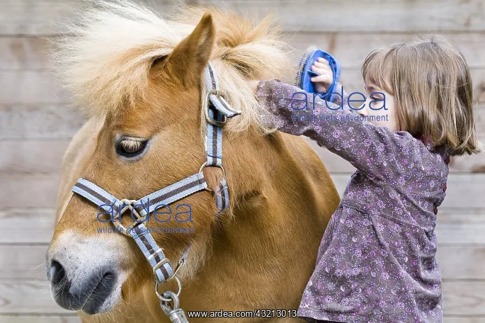 : Girl brushes the mane of a pony France : Girl brushes the mane of a pony France