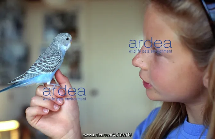 : Girl and Budgie : Girl and Budgie