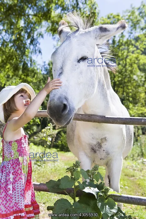 : Girl caressing a donkey in his meadow Provence France : Girl caressing a donkey in his meadow Provence France