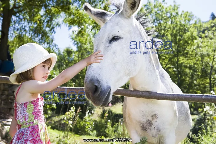 : Girl caressing a donkey in his meadow Provence France : Girl caressing a donkey in his meadow Provence France
