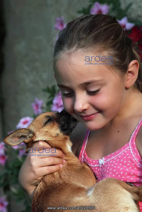 : Girl carrying a Chihuahua - France : Girl carrying a Chihuahua - France