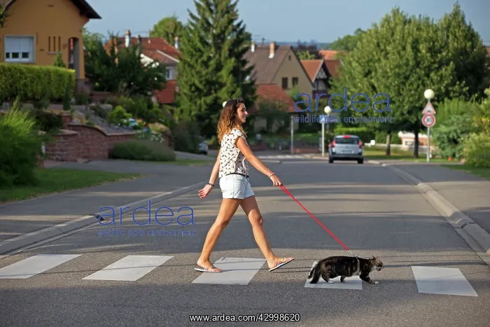 : Girl with a cat on a lead crossing the street : Girl with a cat on a lead crossing the street