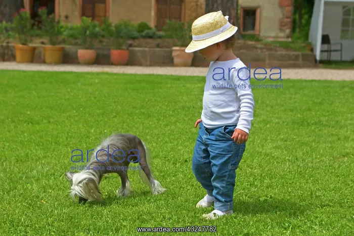 : Girl and Chinese crested dog in the grass - France : Girl and Chinese crested dog in the grass - France