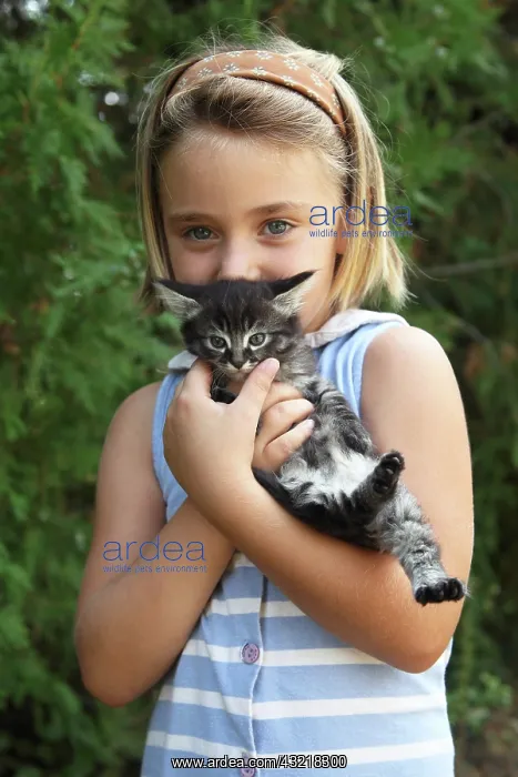 : Girl cuddling a kitten - France : Girl cuddling a kitten - France
