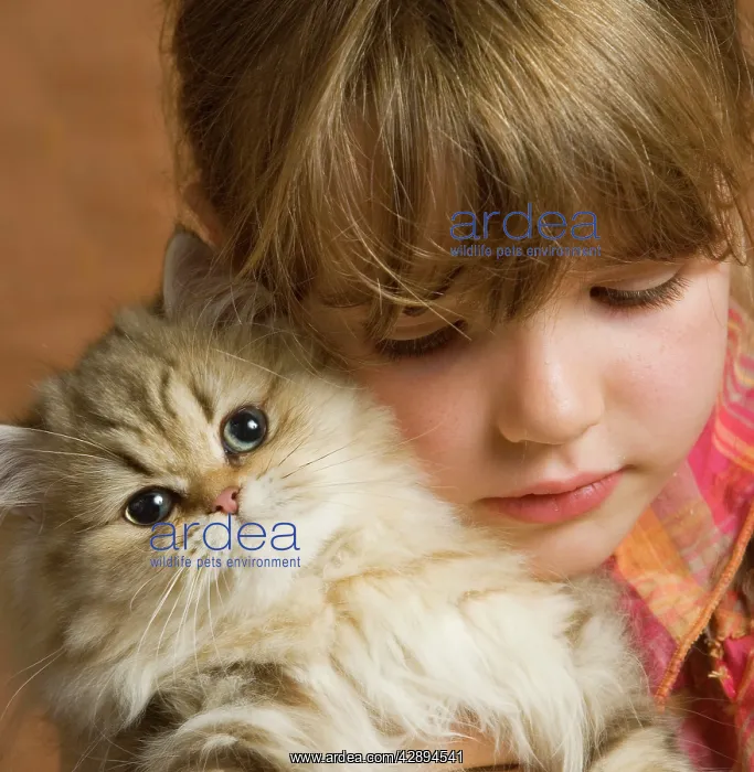  : Girl - cuddling Persian Kitten