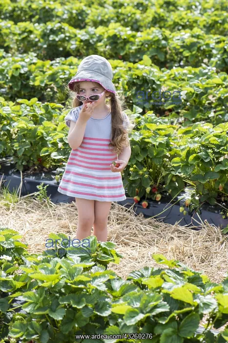 : Girl eating strawberries in the middle of a field : Girl eating strawberries in the middle of a field