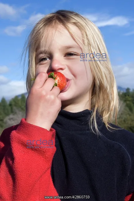 : Girl - eating a strawberry : Girl - eating a strawberry