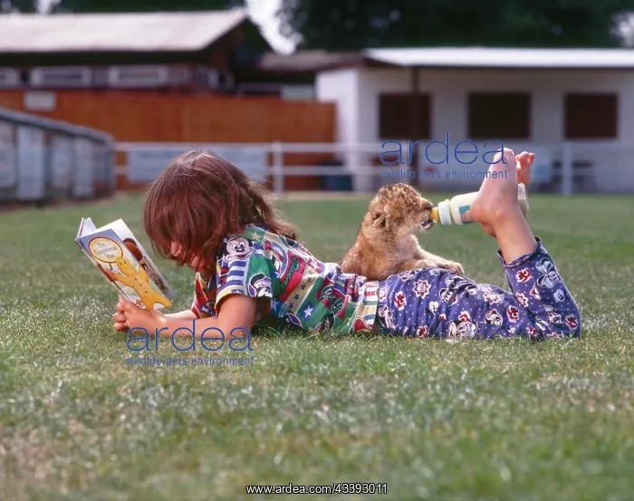 : Girl feeds young lions and reads a book, England : Girl feeds young lions and reads a book, England
