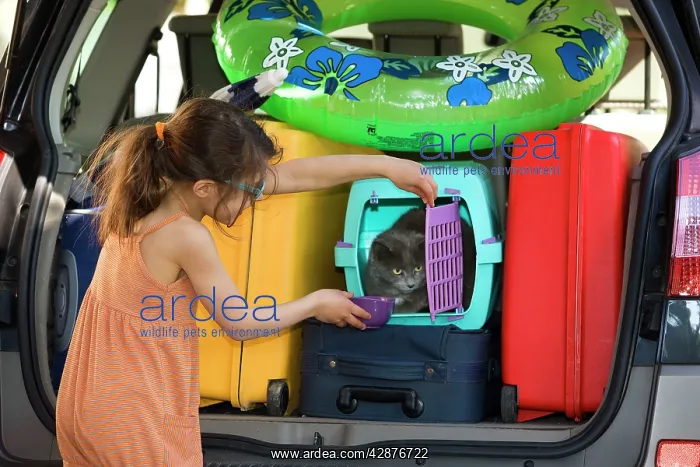 : Girl - giving cat a drink - in rear of packed car : Girl - giving cat a drink - in rear of packed car