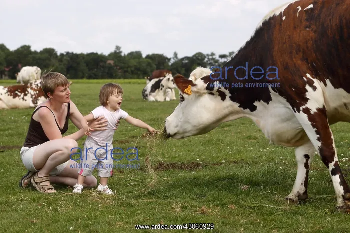 : Girl giving grass to eat a cow Norman : Girl giving grass to eat a cow Norman