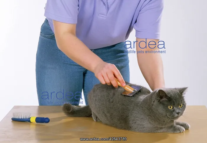  : Girl grooming CAT