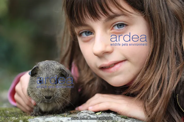 : Girl with a Guinea pig France : Girl with a Guinea pig France