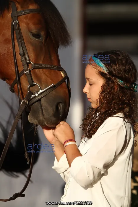 : Girl harnessing his horse - Senegal : Girl harnessing his horse - Senegal