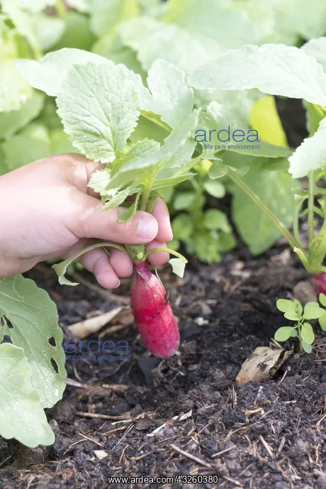 : Girl harvesting radishes in an organic kitchen garden : Girl harvesting radishes in an organic kitchen garden