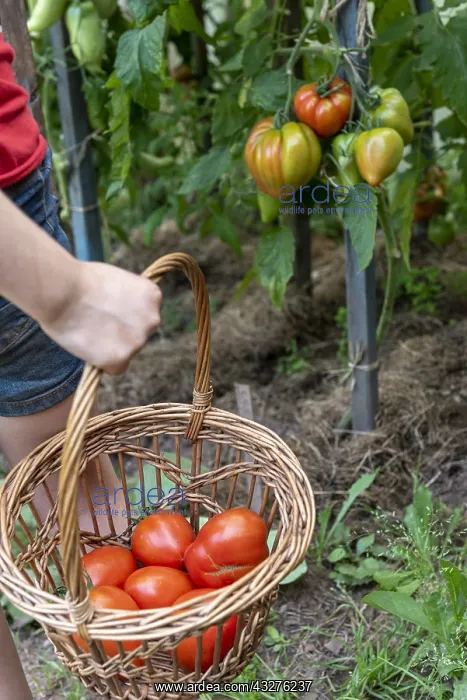 : Girl harvesting tomatoes Coeur de boeuf in a basket : Girl harvesting tomatoes Coeur de boeuf in a basket