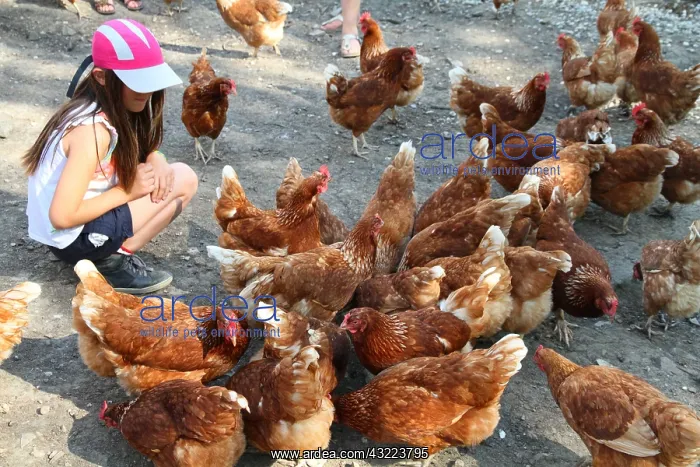 : Girl and Hens Isabrown - France : Girl and Hens Isabrown - France