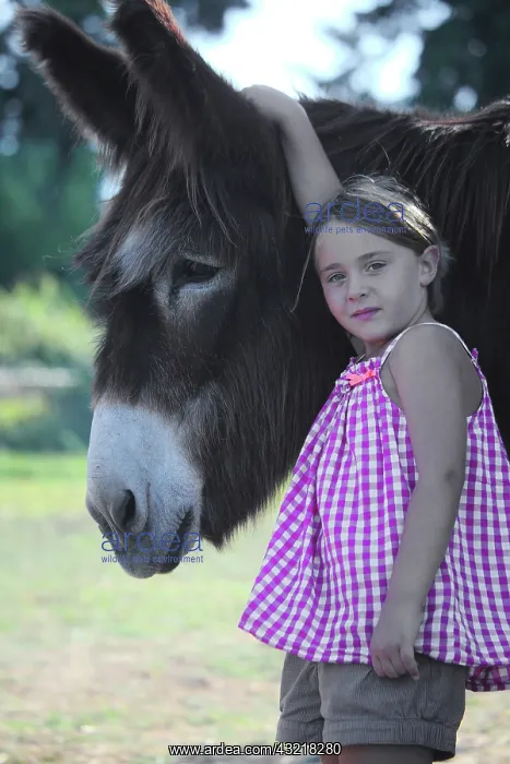 : Girl holding a Donkey - France : Girl holding a Donkey - France