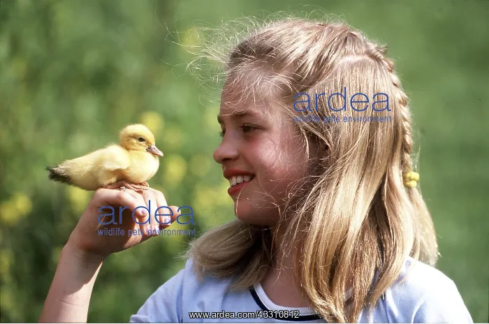 : Girl holding DUCKLING : Girl holding DUCKLING