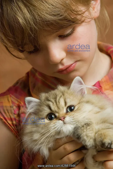  : Girl - holding Persian Kitten