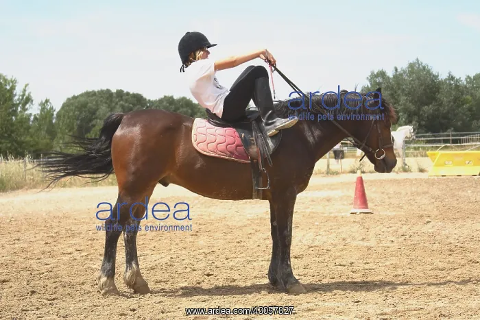 : Girl on horseback Exercice before rider starting : Girl on horseback Exercice before rider starting