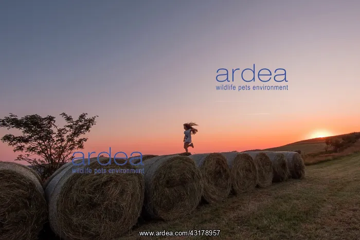 : Girl jumping on rolls of straw at sunset : Girl jumping on rolls of straw at sunset