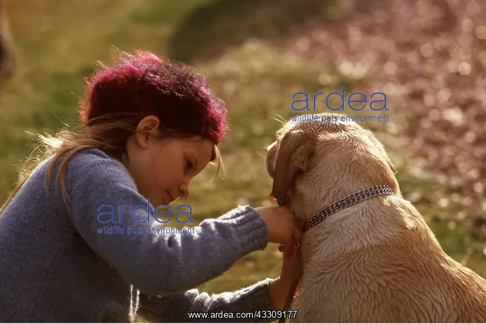 : Girl and Labrador DOG - fitting chain collar : Girl and Labrador DOG - fitting chain collar