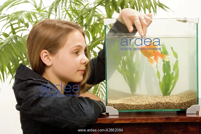  : Girl - looking at goldfish in tank
