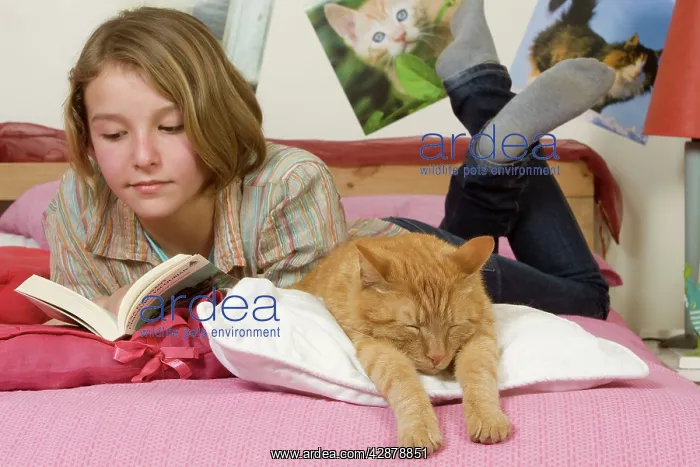 : Girl lying on bed reading - with ginger cat asleep on bed : Girl lying on bed reading - with ginger cat asleep on bed