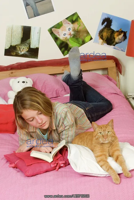 : Girl lying on bed reading - with ginger cat lying : Girl lying on bed reading - with ginger cat lying