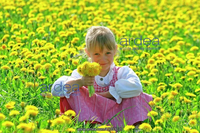 : Girl in meadow with dandelions : Girl in meadow with dandelions