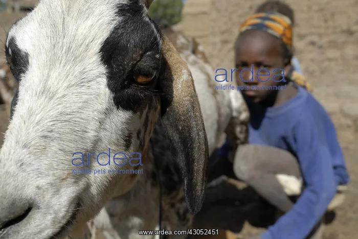  : A girl during milking goats Tieblena Mali