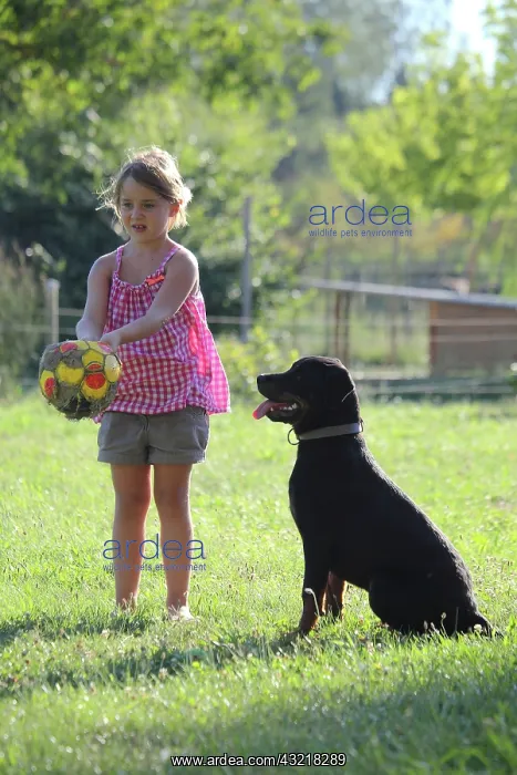 : Girl playing with a dog - France : Girl playing with a dog - France