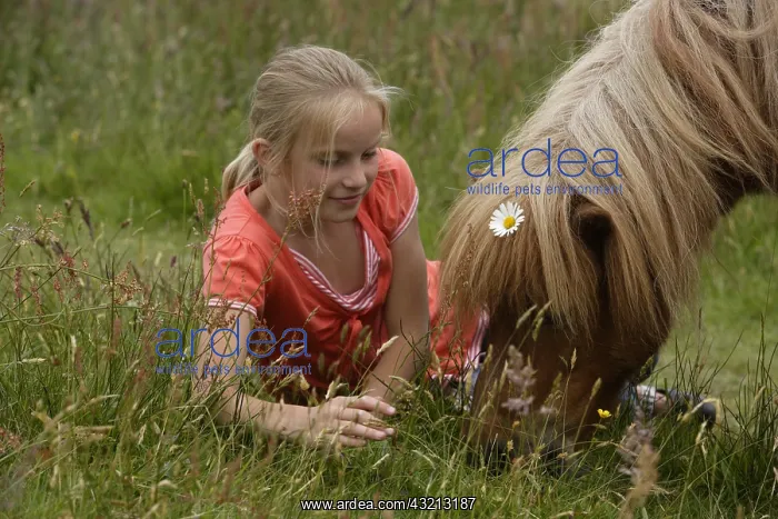 : Girl with her Pony in a meadow Netherlands : Girl with her Pony in a meadow Netherlands