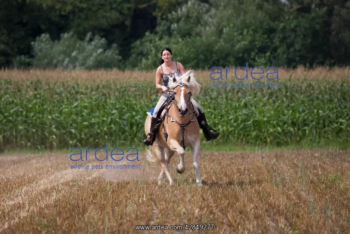 : Girl riding a Haflinger / Avelignese horse : Girl riding a Haflinger / Avelignese horse