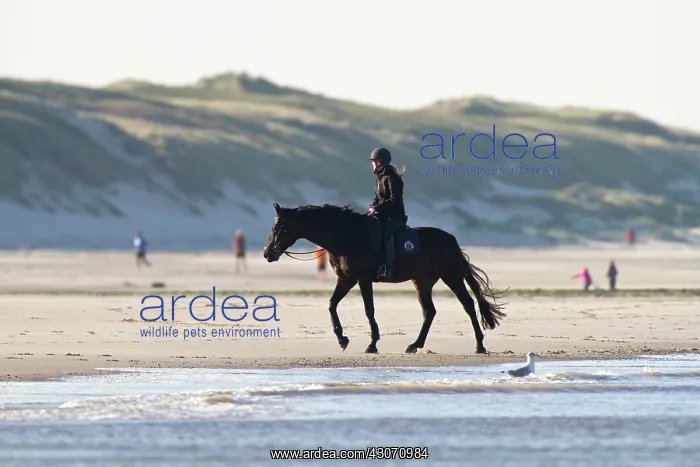 : Horse. Girl riding a Icelandic Horse (Equus ferus caballus) at the beach : Horse. Girl riding a Icelandic Horse (Equus ferus caballus) at the beach