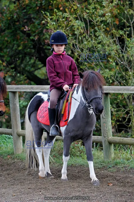 : Girl - riding pony in paddock : Girl - riding pony in paddock