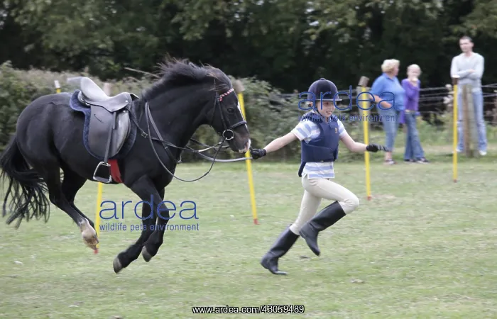 : Girl running race black pony mid air Gymkhana UK : Girl running race black pony mid air Gymkhana UK