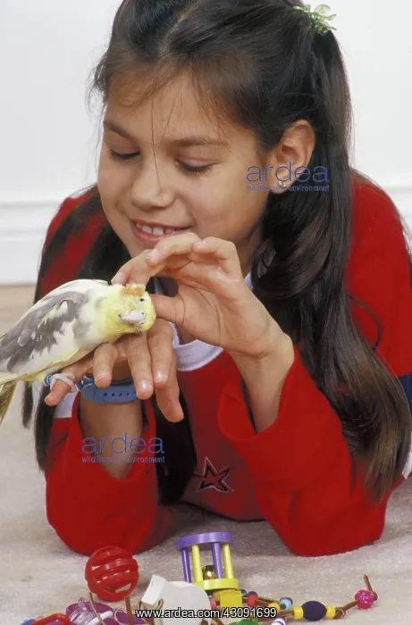 : Girl Scratching Cockatiel's Neck : Girl Scratching Cockatiel's Neck