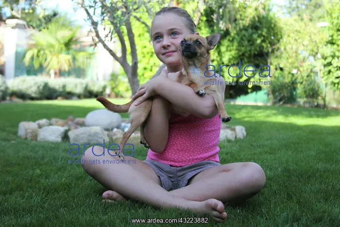 : Girl sitting in the grass with a Chihuahua - France : Girl sitting in the grass with a Chihuahua - France