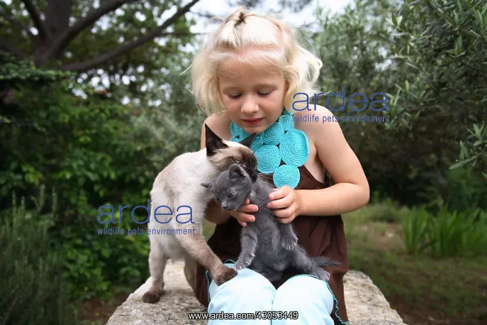 : Girl sitting on a stone fondling two Cats : Girl sitting on a stone fondling two Cats