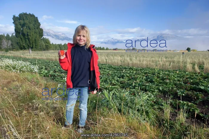: Girl - standing beside a strawberry field showing : Girl - standing beside a strawberry field showing