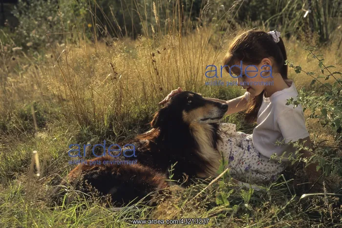: Girl stroking a Colley in the grass : Girl stroking a Colley in the grass