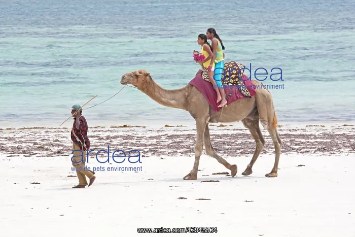: Two girl Tourists riding Camel : Two girl Tourists riding Camel
