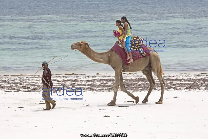  : Two girl tourists riding camel Diani Beach Kenya
