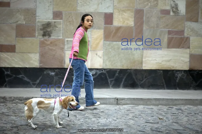 : Girl walking her Dog Arequipa city Peru : Girl walking her Dog Arequipa city Peru