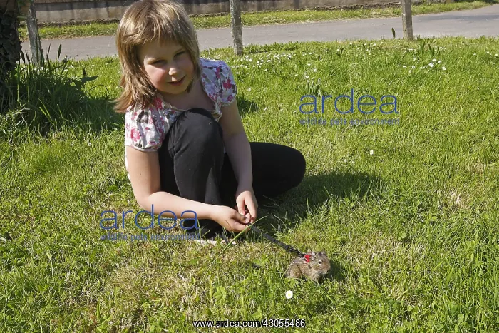 : Girl walking her Octodon on a leash in the grass France : Girl walking her Octodon on a leash in the grass France