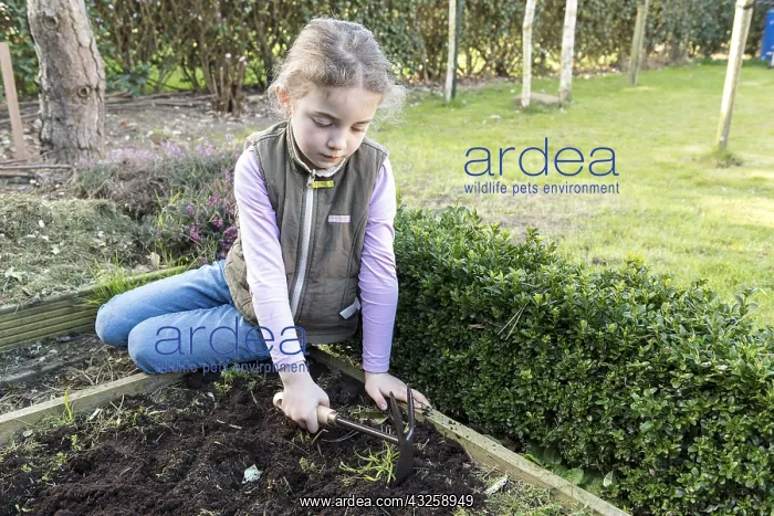  : Girl weeding a vegetable patch with a hoe, Pas de