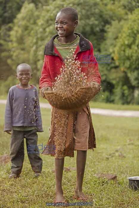 : Girl winnowing beans, Kenya : Girl winnowing beans, Kenya