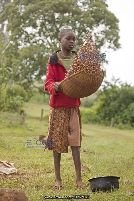 : Girl winnowing beans, Kenya : Girl winnowing beans, Kenya
