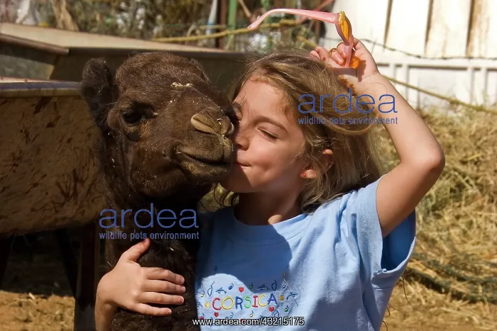  : Girl and young camel in Al Ain camel market -UAE